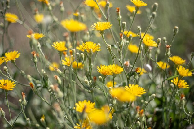 Piccoli fiori di campo gialli del colore della primavera e del sole