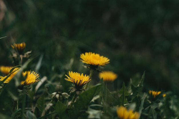 piccoli fiori di campo in primavera