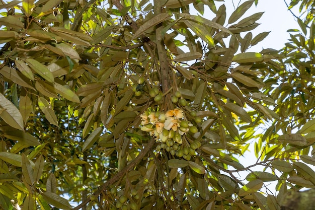 piccoli fiori di durian