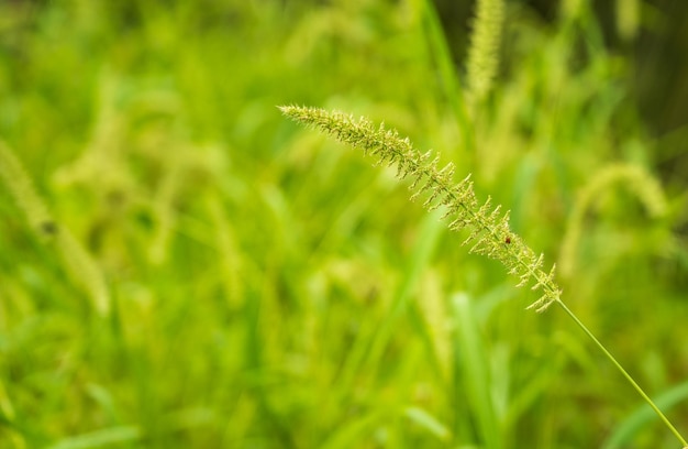 piccoli fiori di erba verde fresca con sfondo sfocato