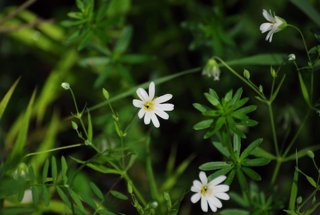 Piccoli fiori di foresta su una soleggiata mattina di maggio Regione di Mosca Russia