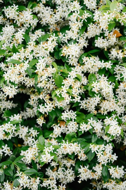 Piccoli fiori di gelsomino bianco durante la fioritura.