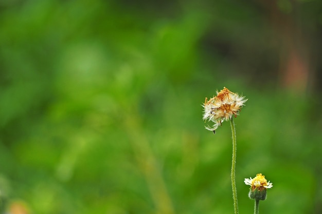 Piccoli fiori di ironweed nel giardino