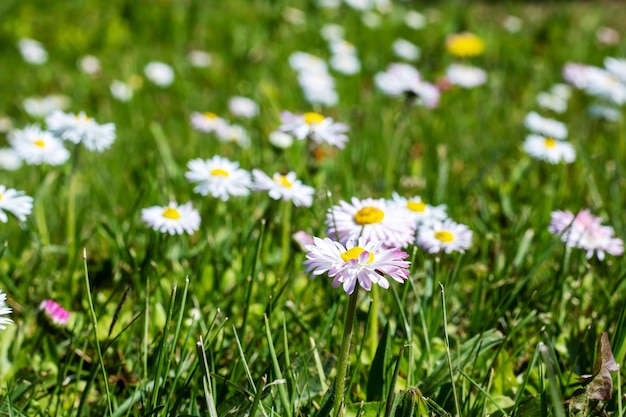 Piccoli fiori di margherita tra l'erba verde da vicino