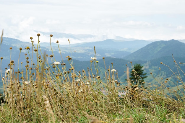 Piccoli fiori di montagna bianchi sullo sfondo di un paesaggio di montagna Racha Georgia