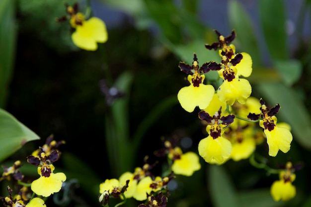 Piccoli fiori di orchidea panda