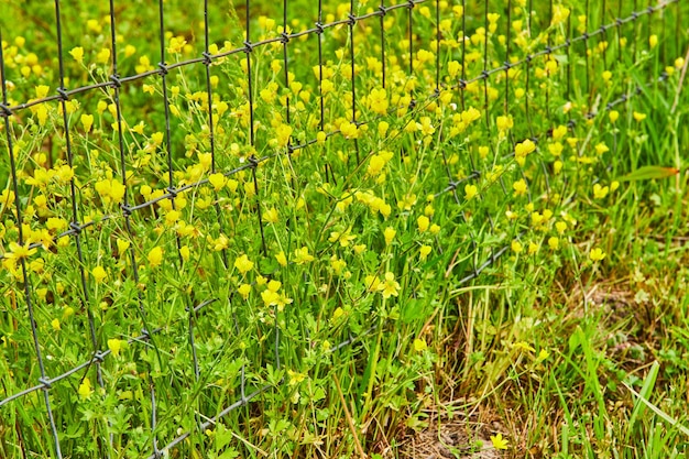 Piccoli fiori di primula gialla e erba che spuntano attraverso la recinzione a catena