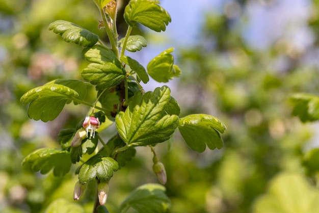 Piccoli fiori di uva spina nella stagione primaverile