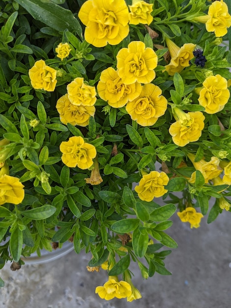 Piccoli fiori gialli con molti petali