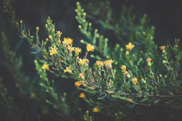 Piccoli fiori gialli in fiore