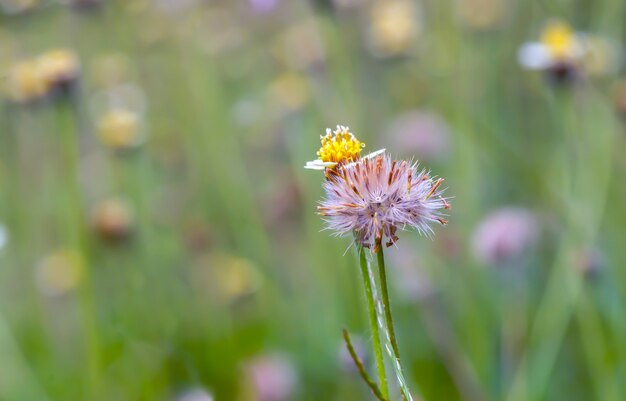 Piccoli fiori gialli nel prato, messa a fuoco selezionata