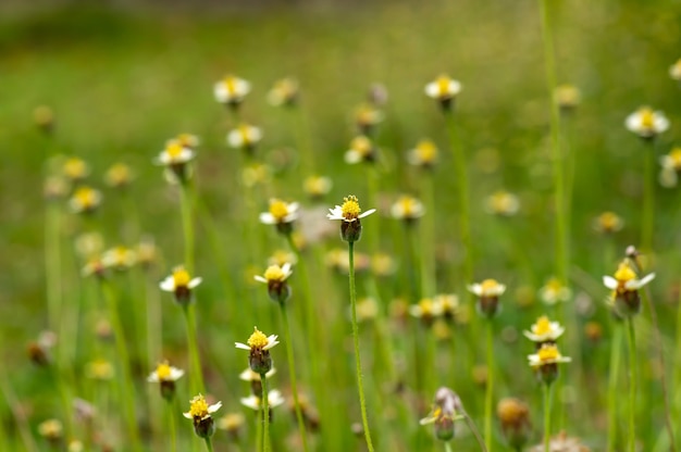 Piccoli fiori gialli nel prato, messa a fuoco selezionata