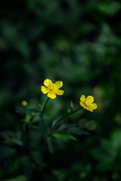 Piccoli fiori gialli nella foresta. Verticale.