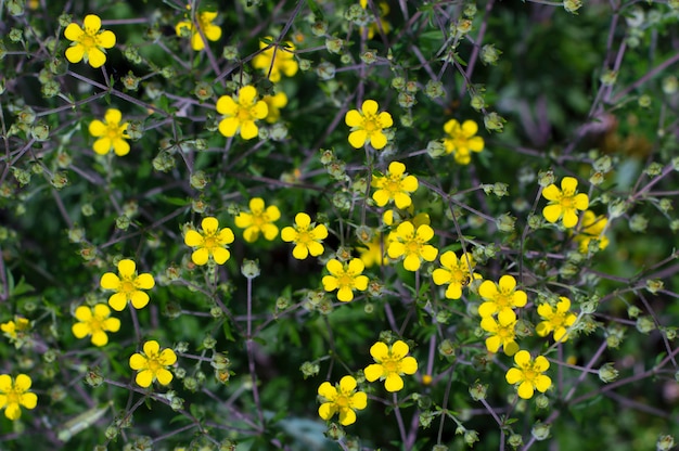 Piccoli fiori gialli su un buio