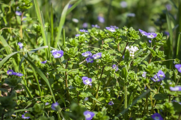 Piccoli fiori in erba verde in primavera Piante primaverili come sfondo e spruzzi