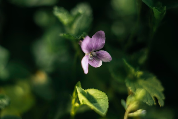 Piccoli fiori lilla chiudono il concetto di purezza della natura