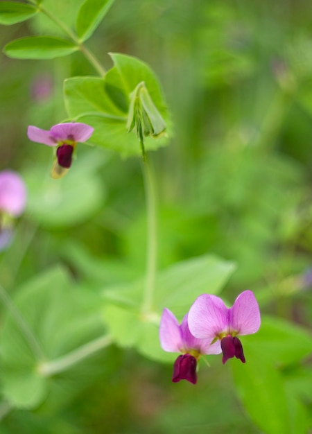 Piccoli fiori lilla selvaggi nelle montagne dell'isola greca