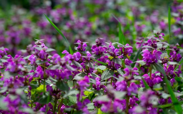 Piccoli fiori primaverili viola con foglie verdi