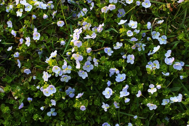 Piccoli fiori primaverili