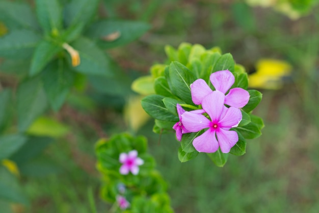 Piccoli fiori rosa al mattino