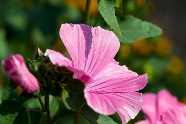 Piccoli fiori rosa da vicino