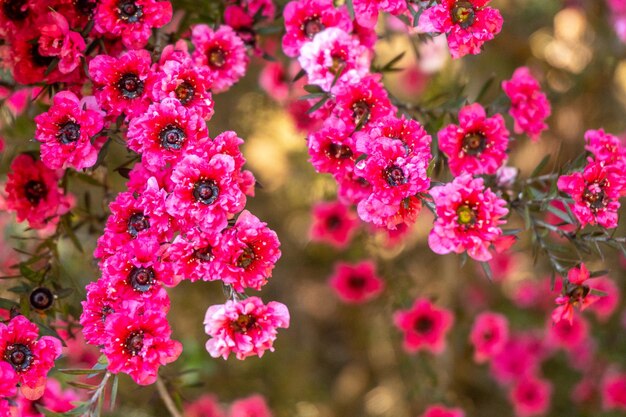 Piccoli fiori rosa nel parco naturale dei Paesi Baschi di Iturraran