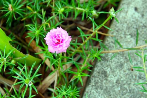 Piccoli fiori rosa portulaca nel giardino