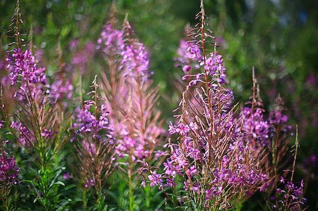 piccoli fiori rosa primaverili sfondo, vista astratta nel giardino primaverile, fiori naturali