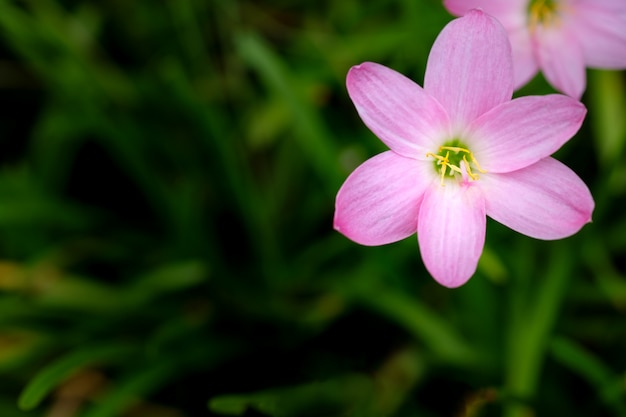 Piccoli fiori rosa su di fogliame verde