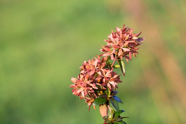 Piccoli fiori rosa tenui su uno sfondo verde sfocato sfondo floreale primaverile ed estivo un posto fo