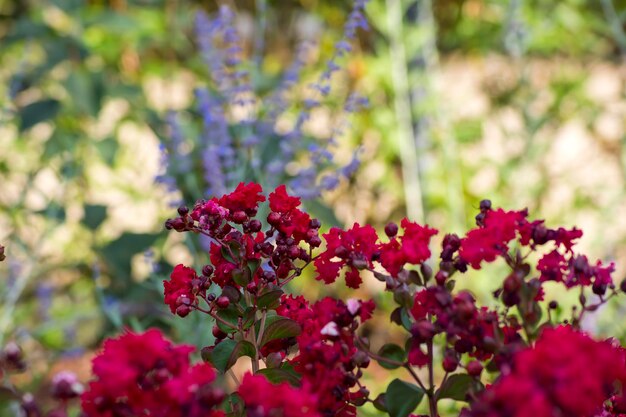 piccoli fiori rossi