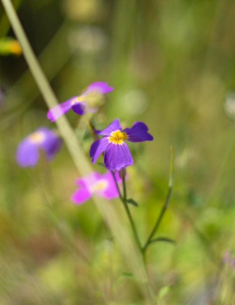 Piccoli fiori selvatici nelle montagne dell'isola greca in Grecia