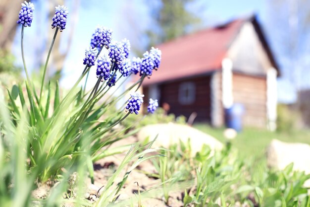 piccoli fiori selvatici