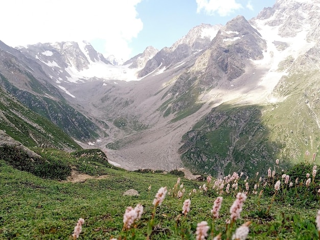 Piccoli fiori sulla cima di una montagna verde con erba