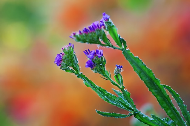 Piccoli fiori viola contro la natura