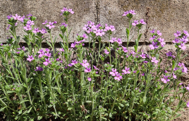 Piccoli fiori viola crescono vicino al muro dello sfondo di cemento della casa