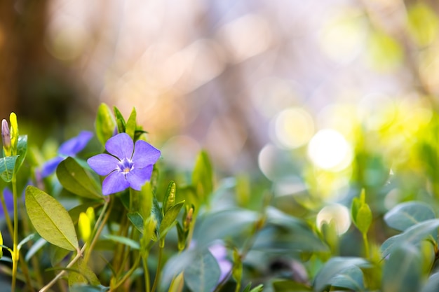 Piccoli fiori viola in fiore nel giardino di primavera.