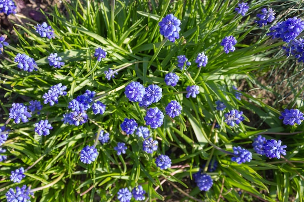 Piccoli fiori viola in un letto di fiori Vista dall'alto del giacinto di topo