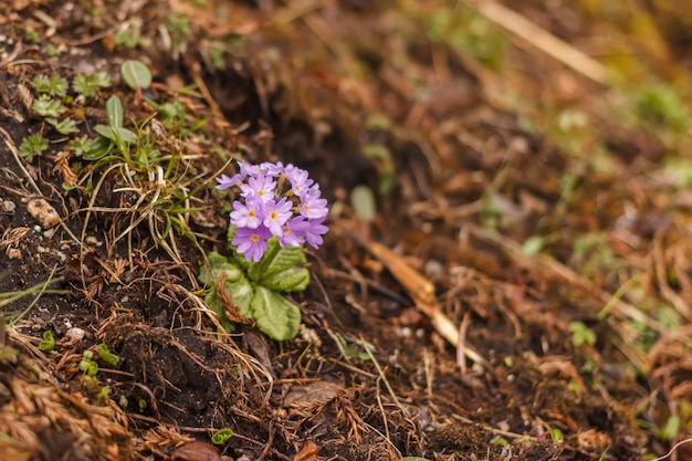 Piccoli fiori viola nelle montagne dell'Himalaya