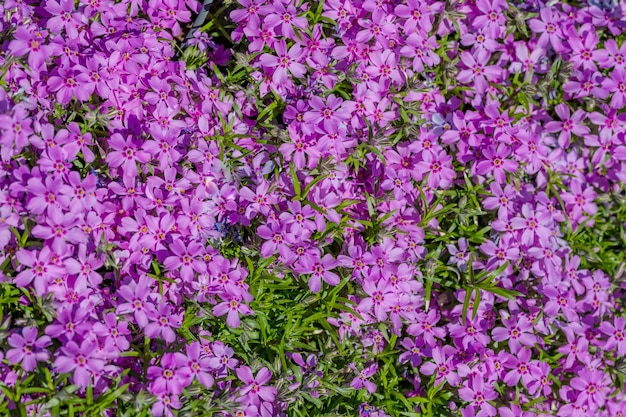 Piccoli fiori viola, struttura della natura, letto di fiori alla luce del sole