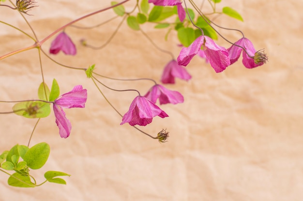 Piccoli fiori viola su carta