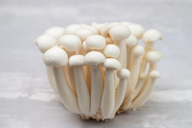 Piccoli funghi commestibili bianchi shimeji su ceramica grigio scuro
