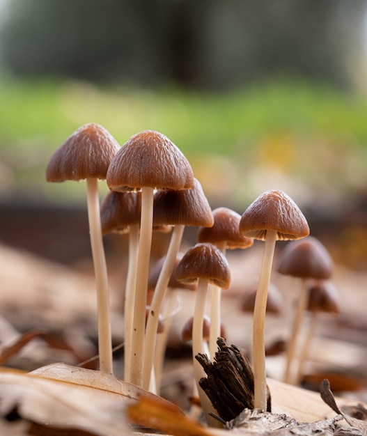 Piccoli funghi freschi che crescono nella foresta autunnale