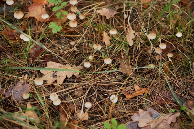 piccoli funghi in autunno erba nella foresta Autunno foresta sfondo Messa a fuoco selettiva