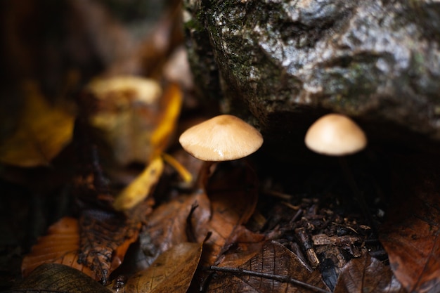 piccoli funghi in autunno sotto una pietra