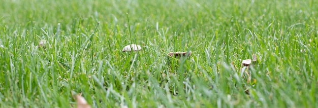 Piccoli funghi nell'erba verde. Immagine di sfondo