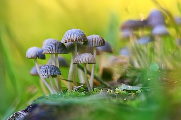 piccoli funghi non commestibili, funghi velenosi foresta sfondo macro natura selvaggia