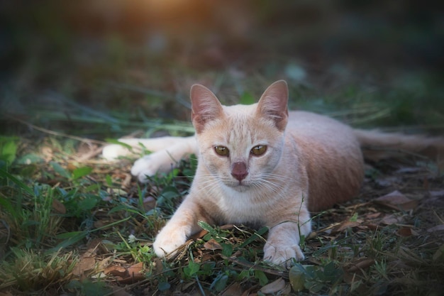 Piccoli gatti carini stanno giocando sul prato verde