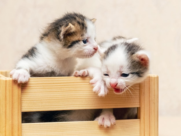 Piccoli gattini carini in una scatola di legno stanno cercando di uscire dalla scatola