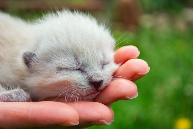 Piccoli gattini ciechi appena nati nei palmi delle mani